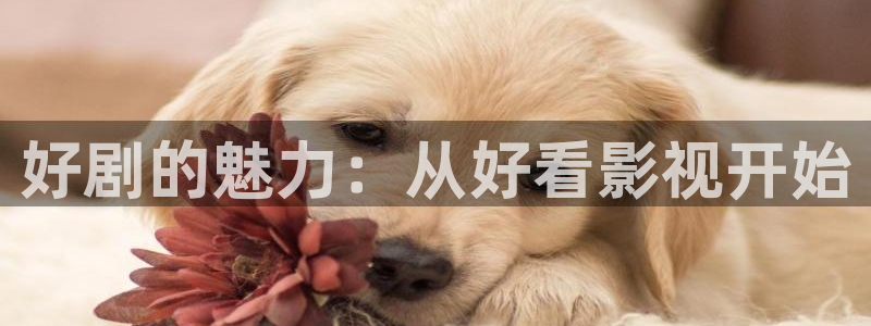 红叶影视app官方下载：好剧的魅力：从好看影视开始